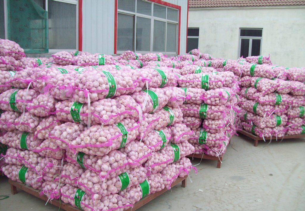 专业大蒜加工与进出口服务，工厂直供，规格齐全
